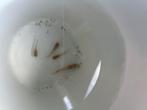 Guppy's gratis, Dieren en Toebehoren, Vis, Zoetwatervis