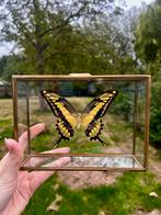 Papilio Thoas in glazen kistje, Verzamelen, Ophalen of Verzenden, Nieuw, Insect, Opgezet dier