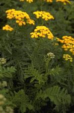 Uit de biologische moestuin: Boerenwormkruid, zaden., Tuin en Terras, Bloembollen en Zaden, Ophalen of Verzenden, Voorjaar, Volle zon