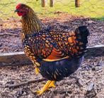 Wayandotte X zijdehoen kuikens te koop!, Dieren en Toebehoren, Pluimvee, Geslacht onbekend, Kip