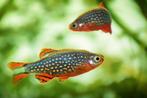 7x pareldanios/ celestial pearl danios/ rasbora galaxy, Dieren en Toebehoren, Vissen | Aquariumvissen, Vis, Zoetwatervis, Schoolvis