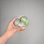 Hoya Silver Dollar, Overige soorten, Minder dan 100 cm, Bloeiende kamerplant, Halfschaduw