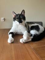 Ter adoptie: Zoro (in Schiedam), Kater, Kortharig, 0 tot 2 jaar