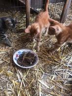 Kittens: rood/oranje zwart/grijs, Dieren en Toebehoren, Katten en Kittens | Overige Katten, Meerdere dieren