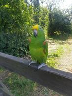 Tamme geelvoorhoofd amazone locatie Antwerpen, Dieren en Toebehoren, Vogels | Parkieten en Papegaaien, Mannelijk, Papegaai