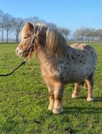 Lieve shetlander merrie zoekt nieuwe plek, Dieren en Toebehoren, Pony's, Merrie, Niet van toepassing, A pony (tot 1.17m), 7 tot 10 jaar