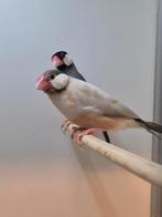 Rijstvogels, Dieren en Toebehoren, Vogels | Overige Vogels, Meerdere dieren, Tropenvogel, Geringd