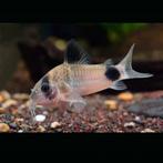 GEZOCHT; panda corydoras, Dieren en Toebehoren, Vis