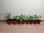 Sweet palermo rode puntpaprika, tuin/moestuin plant, Tuin en Terras, Zomer, Verzenden, Groenteplanten, Eenjarig