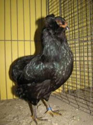 Groene Eieren: ARAUCANA KIPPEN. beschikbaar voor biedingen
