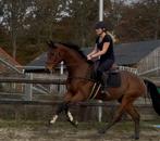 Gave allrounder 4jarige ruin, Dieren en Toebehoren, Paarden, Ruin, Dressuurpaard, 3 tot 6 jaar
