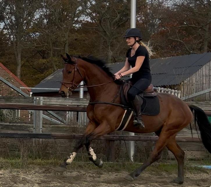 Gave allrounder 4jarige ruin, Dieren en Toebehoren, Paarden, Ruin, 3 tot 6 jaar, Dressuurpaard