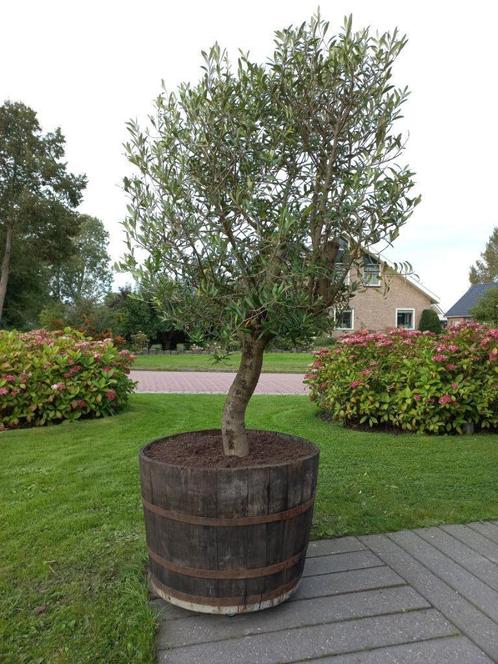 Eikenhouten Bloembak Plantenbak Minivijver Vat 135 liter, Tuin en Terras, Bloembakken en Plantenbakken, Nieuw, Hout, Balkon, Tuin