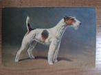 Anisichtkaart - Hond - Fox Terrier, Ophalen, 1920 tot 1940, Ongelopen, Overige thema's