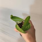 Epipremnum cebu blue, Ophalen of Verzenden, Volle zon, Minder dan 100 cm