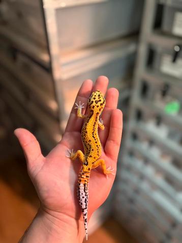 1.0 white and yellow firebold cross luipaardgekko beschikbaar voor biedingen