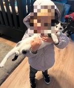 gezocht warm mandje voor Charlie de poes, Dieren en Toebehoren, Katten en Kittens | Overige Katten, Poes