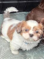 Shih Tzu pup nog 2 reutjes, diverse kleuren, Dieren en Toebehoren, Honden | Chihuahua's en Gezelschapshonden, 8 tot 15 weken, CDV (hondenziekte)