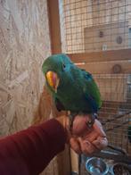 Edelpapegaai, Dieren en Toebehoren, Vogels | Parkieten en Papegaaien, Mannelijk, Parkiet, Tam