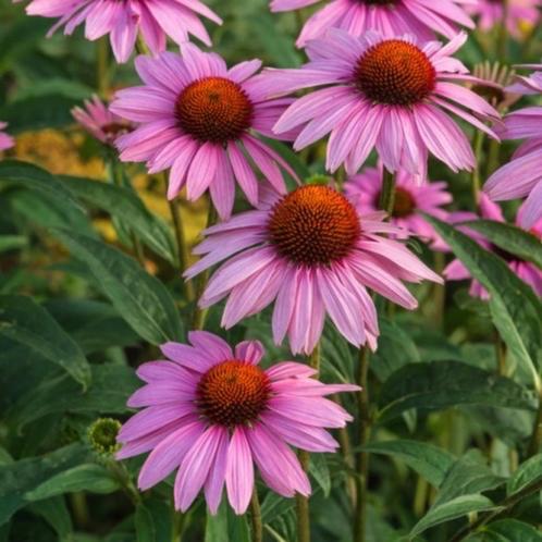 Zonnehoed Echinacea purpurea, Tuin en Terras, Planten | Tuinplanten, Vaste plant, Volle zon, Zomer, Ophalen