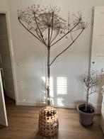 Mooie grote berenklauw, Ophalen of Verzenden, Zo goed als nieuw