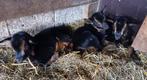 Dwerggeit bokjes black&tan CAE en CL-vrij, Dieren en Toebehoren, Schapen, Geiten en Varkens, Mannelijk, Geit, 0 tot 2 jaar