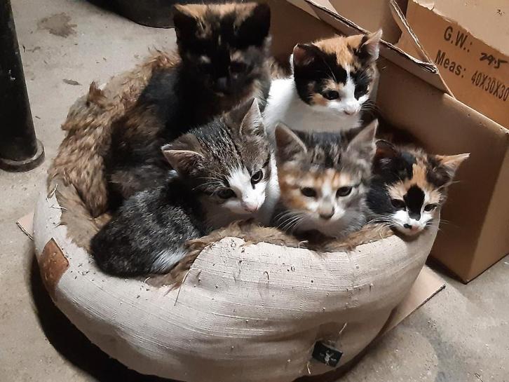 Kittens, Dieren en Toebehoren, Katten en Kittens | Raskatten | Korthaar