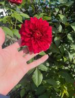 Rode dahlia knollen, uit eigen tuin, prachtig bloeiend, Tuin en Terras, Bloembollen en Zaden, Ophalen, Voorjaar, Volle zon, Knol