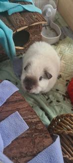 Gecastreerde cavia beer, December, Mannelijk, Cavia