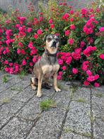 Liefdevol huisje gezocht voor Evi, Dieren en Toebehoren, Honden | Niet-rashonden, Particulier, Rabiës (hondsdolheid), Buitenland
