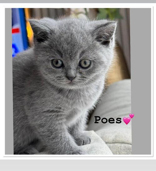 Brits korthaar, Dieren en Toebehoren, Katten en Kittens | Dekkaters, 0 tot 2 jaar