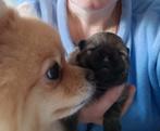 In huis opgevoede mini Pomeriaantjes, zeer lieve ouders!, Dieren en Toebehoren, Honden | Chihuahua's en Gezelschapshonden, België