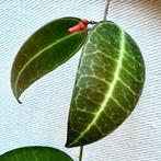 Dischidia lancifolia - snijstek, Overige soorten, Minder dan 100 cm, Bloeiende kamerplant, Halfschaduw