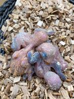 Baby Agapornis Fisheri dwergpapegaaien 503-511, Dieren en Toebehoren, Vogels | Parkieten en Papegaaien, Geslacht onbekend, Dwergpapegaai of Agapornis