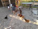 7 kippen 2 hanen., Dieren en Toebehoren, Pluimvee, Meerdere dieren, Kip