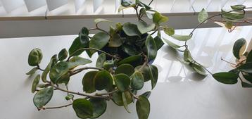 Hoya beschikbaar voor biedingen