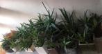 Diverse stekjes van bio Aloe Vera in de bloempotten, Huis en Inrichting, Kamerplanten, Overige soorten, In pot, Minder dan 100 cm