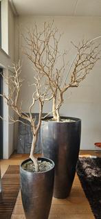 Manzanita takken. Groot formaat. Decoratie hout, Huis en Inrichting, Woonaccessoires | Wanddecoraties, Ophalen, Zo goed als nieuw