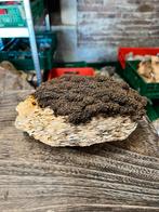 prachtige pyriet hematiet op bariet., Ophalen of Verzenden