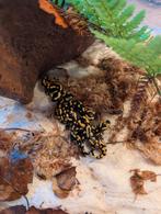 Vuursalamanders / Salamandra salamandra terrestris, Dieren en Toebehoren, Reptielen en Amfibieën, Amfibie, 0 tot 2 jaar