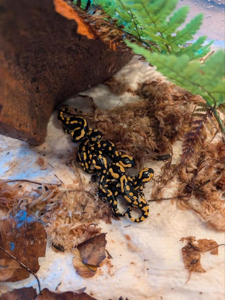 Vuursalamanders / Salamandra salamandra terrestris, Dieren en Toebehoren, Reptielen en Amfibieën, Amfibie, 0 tot 2 jaar