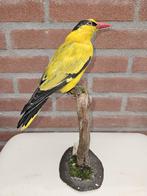 Prachtige zeldzame Chinese wielwaal man, Verzamelen, Dierenverzamelingen, Ophalen of Verzenden, Nieuw, Vogel, Opgezet dier