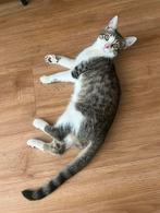 2 broertjes zoeken hun huis!, Dieren en Toebehoren, Katten en Kittens | Overige Katten, Kater, Kortharig, 0 tot 2 jaar