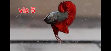 Betta splendens eigen kweek hobby/show kweek Dragon&Copper l beschikbaar voor biedingen