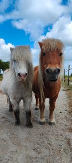 Pensioenstal/rusthuis (vol), Dieren en Toebehoren, Stalling en Weidegang, Weidegang