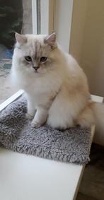 Langhaar,  2 katjes 9 maanden., Dieren en Toebehoren, Katten en Kittens | Raskatten | Langhaar, Meerdere dieren, Ontwormd