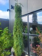 Sequoiadendron gig.Pendulum, Bloeit niet, Overige soorten, 250 tot 400 cm, Ophalen