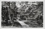 Steenbergen in de Zuurse Duinen Oude Ansichtkaart( B1704, Ophalen of Verzenden, Voor 1920, Gelopen