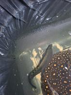 Clown knife 40cm (mesvis), Vis