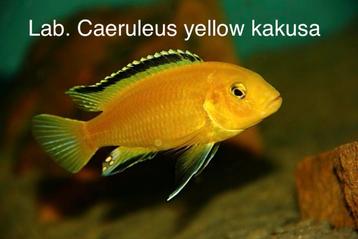 Labidochromis Caeruleus yellow kakusa ( originele fotos ) beschikbaar voor biedingen